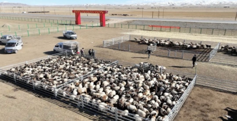 同德縣 多措并舉打造有機農畜產品輸出地，推進畜牧業高質量可持續發展