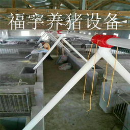 福宇畜牧 自動化料線賦能牧場，一次投資開啟終身效益新篇章