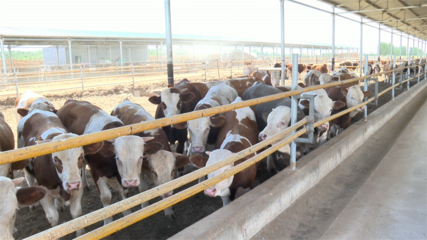高臺 肉牛產業勢頭強勁，畜牧設備技術開發助力鄉村振興